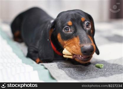 Portrait of cute dog dachshund with a dried tasty treat snack in teeth. dog treats for brushing teeth.. Portrait of cute dog dachshund with dried tasty treat snack in teeth. dog treats for brushing teeth.