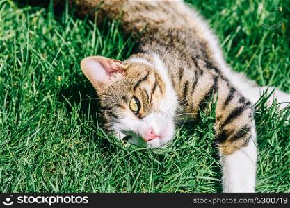 Portrait Of Cute Domestic Tabby Cat Playing In Grass