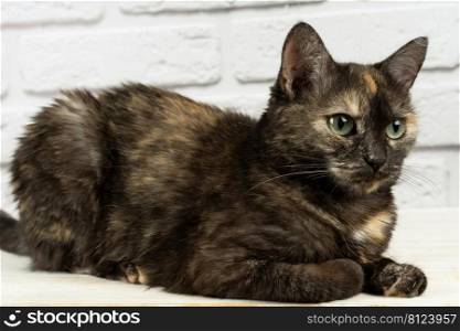 portrait of cute domestic tortoiseshell cat with yellow eyes looking away on white background.. portrait of domestic tortoiseshell cat on white background