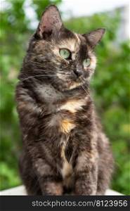 portrait of cute domestic tortoiseshell cat with yellow eyes looking away. outside photo.. portrait of domestic tortoiseshell cat on nature background