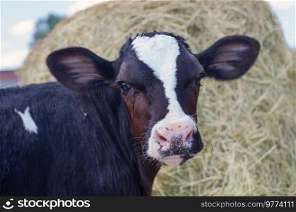 portrait of cute little calf  against  hay. nursery on a farm