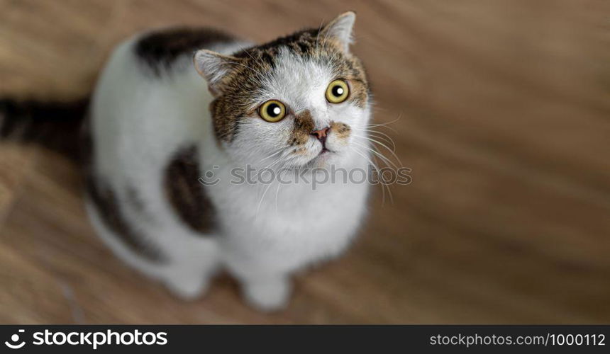 Portrait of cute Scottish fold cat sitting on the wooden chair, green and yellow eyes Mammal, animal Pets concept