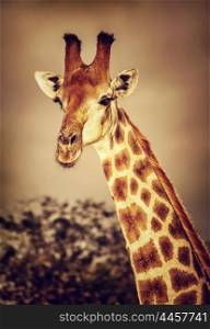Portrait of cute tall giraffe on sunset, big five, game drive, beautiful wild mammal animal of South Africa