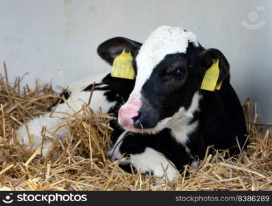 portrait of cute young black and white spotted calf in straw on dutch farm in holland