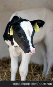 portrait of cute young black and white spotted calf in straw on dutch farm in holland