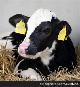 portrait of cute young black and white spotted calf in straw on dutch farm in holland