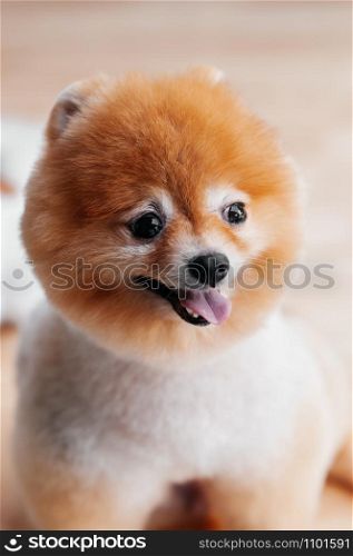 Portrait of Cute young fluffy hair fur Pomeranian dog with mounth open and pink tongue happy face