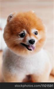 Portrait of Cute young fluffy hair fur Pomeranian dog with mounth open and pink tongue happy face