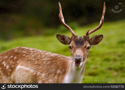 Portrait of Deer on the Slope of a Hill. Deer on the Pasture