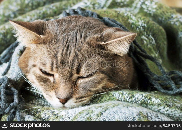 Portrait of domestic tabby gray cat resting under a blanket. Portrait of domestic tabby cat sleeping in a blanket