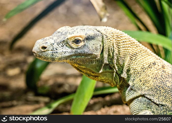 portrait of dragon lizzard at a zoo