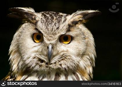 Portrait of eagle-owl (bubo bubo)