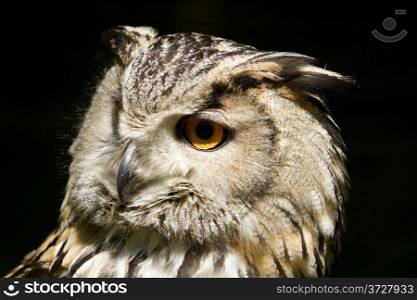 Portrait of eagle-owl (bubo bubo)