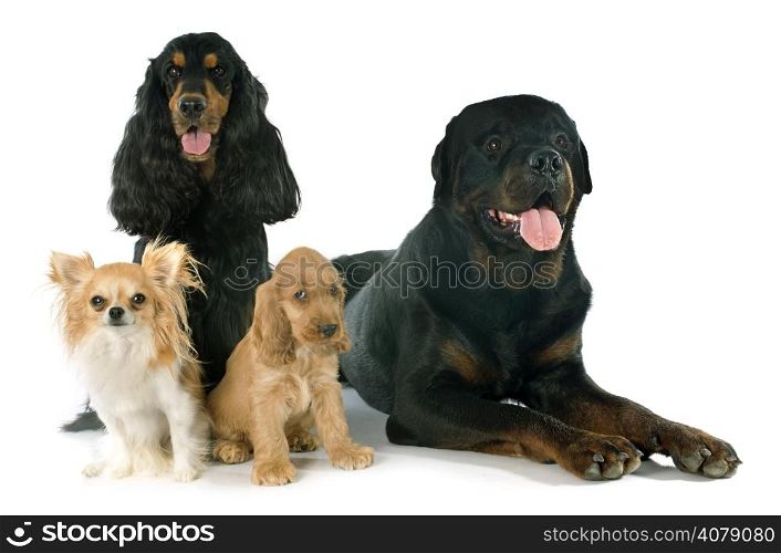 portrait of english cockers, chihuahua and rottweiler in a studio