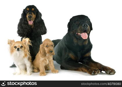 portrait of english cockers, chihuahua and rottweiler in a studio