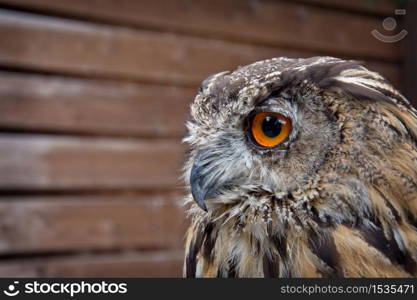 Portrait of eurasian eagle owl. Birds of prey in nature.