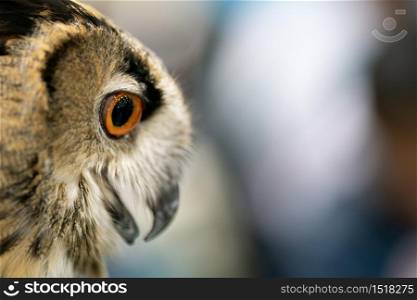 portrait of Eurasian eagle owl (Bubo bubo)