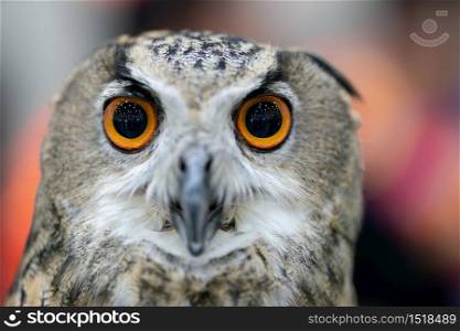 portrait of Eurasian eagle owl (Bubo bubo)