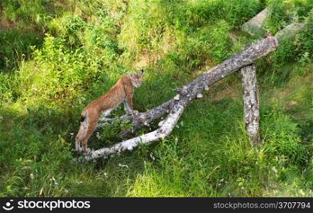 Portrait of Eurasian Lynx Standing in Grass on birch log in Afternoon Sunshine