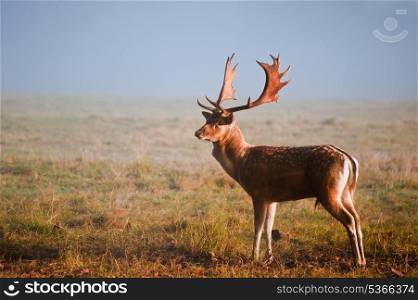 Portrait of fallow deer stag on foggy Autumn morning