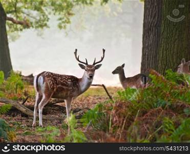 Portrait of fallow deer stag on foggy Autumn morning