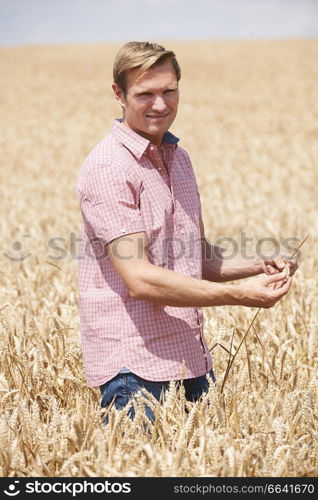 Portrait Of Farmer In Wheat Field Inspecting Crop