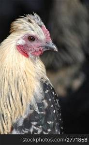 Portrait of farmyard chicken