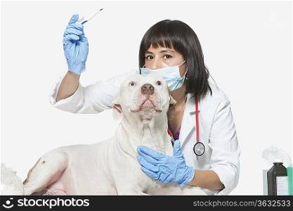 Portrait of female vet checking temperature of dog over gray background