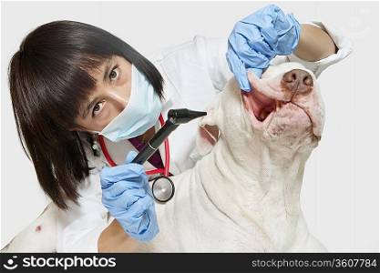 Portrait of female veterinarian examining dog with otoscope over gray background