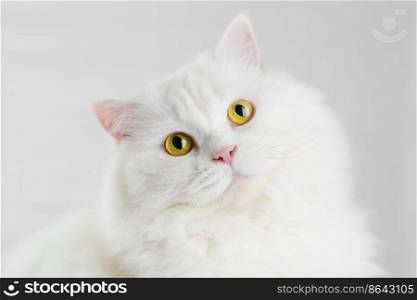 Portrait of fluffy domestic white highland straight scottish cat isolated on white studio background. Cute kitten or pussycat with big yellow eyes.. Portrait of fluffy domestic white highland straight scottish cat isolated on white studio background. Cute kitten or pussycat with big yellow eyes