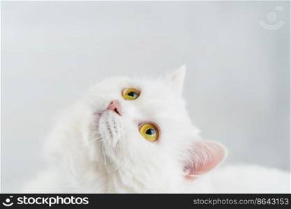 Portrait of fluffy domestic white highland straight scottish cat isolated on white studio background. Cute kitten or pussycat with big yellow eyes.. Portrait of fluffy domestic white highland straight scottish cat isolated on white studio background. Cute kitten or pussycat with big yellow eyes. Copy space.