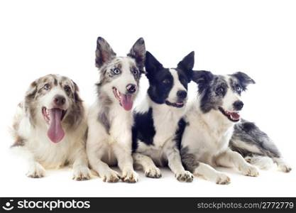 portrait of four purebred border collies in front of white background