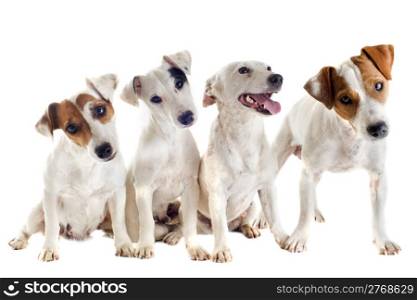 portrait of four purebred jack russel terrier in studio