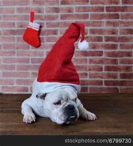 Portrait of French bulldog angry that hates Christmas.&#xA;