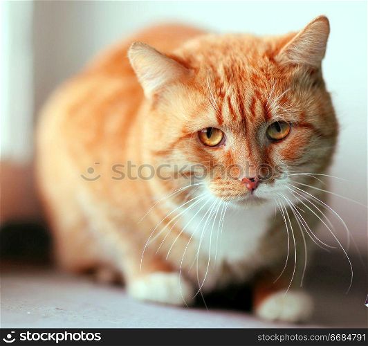 Portrait of funny cat