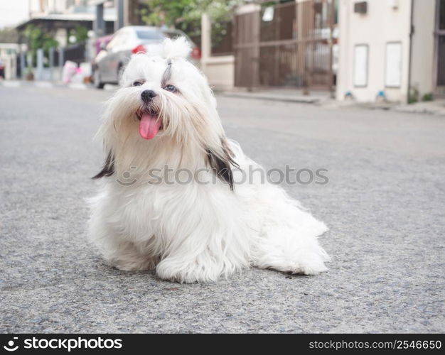 Portrait of funny chubby puppy on concrete. Shih tzu dog resting after the walk on hot sunny day.