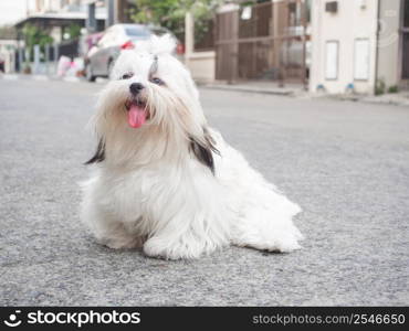 Portrait of funny chubby puppy on concrete. Shih tzu dog resting after the walk on hot sunny day.