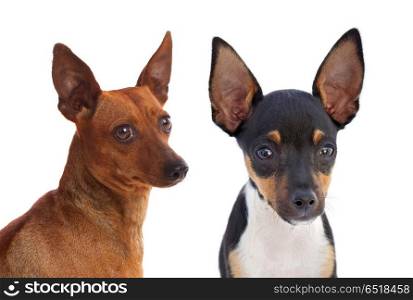 Portrait of funny dogs with funny big ears raised . Portrait of funny dogs with funny big ears raised isolated on white background