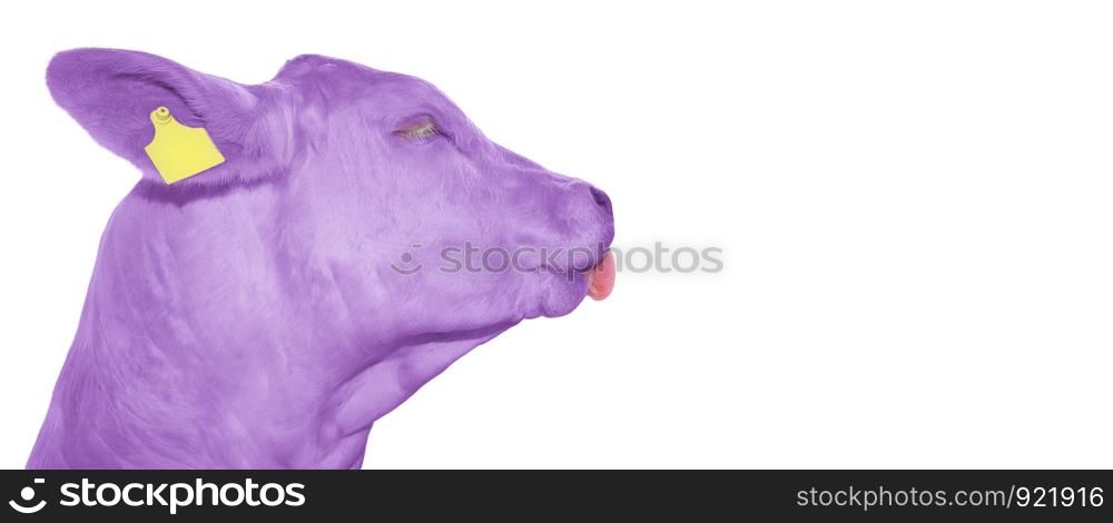 Portrait of funny purple cow. Beautiful young violet cow isolated on white. Farm animals. Copy space. Portrait of funny purple cow