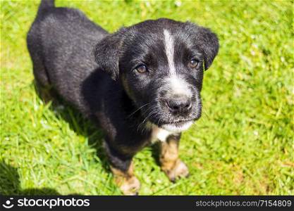 Portrait of funny young puppy resting on green lawn. Small black dog with white stains outdoors.. Portrait of funny young puppy resting on green lawn.
