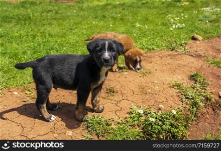 Portrait of funny young puppy resting on green lawn with a brown young puppy behind it. Small black dog with white stains outdoors.. Portrait of funny young puppy resting on green lawn with a brown young puppy behind it