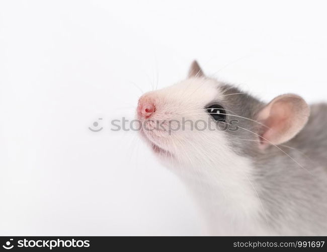 Portrait of Funny young rat isolated on white. Rodent pets. Domesticated rat close up. Rat washes its face with its paws