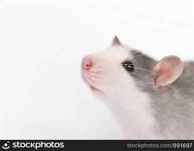 Portrait of Funny young rat isolated on white. Rodent pets. Domesticated rat close up. Rat washes its face with its paws