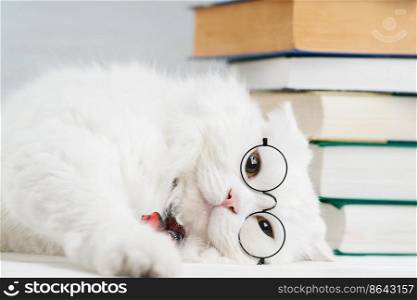 Portrait of furry cat in transparent round glasses. Domestic soigne scientist kitty in red tie poses on books background in library. Education, science, knowledge concept. Studio photo. Portrait of furry cat in transparent round glasses. Domestic soigne scientist kitty in red tie poses on books background in library. Education, science, knowledge concept. Studio photo.