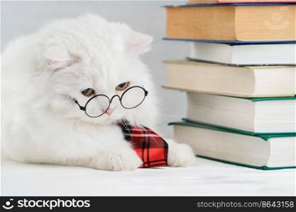 Portrait of furry cat in transparent round glasses. Domestic soigne scientist kitty in red tie poses on books background in library. Education, science, knowledge concept. Studio photo. Portrait of furry cat in transparent round glasses. Domestic soigne scientist kitty in red tie poses on books background in library. Education, science, knowledge concept. Studio photo.