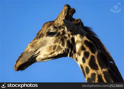 Portrait of giraffe against blue sky in Kruger NP South Africa