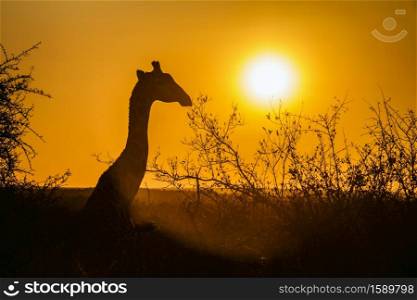 Portrait of Giraffe at sunset in Kruger National park, South Africa ; Specie Giraffa camelopardalis family of Giraffidae. Giraffe in Kruger National park, South Africa