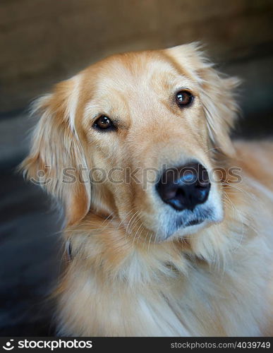 Portrait of golden retriever at home