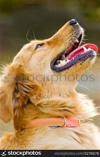 Portrait of Golden Retriever. Dog raises head.