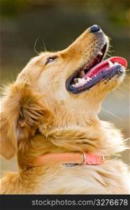 Portrait of Golden Retriever. Dog raises head.